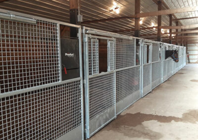 Single horse sticking his head out of a metal mesh front horse stall.