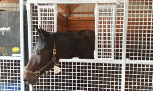 Horse sticking his head out of a mesh stall front