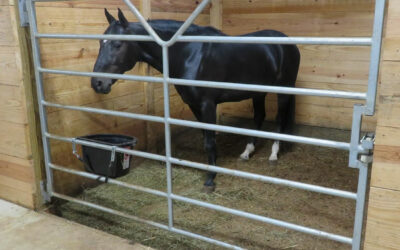 What Should Be in a Horse Stall?