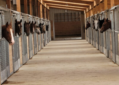 Corridor lined with horses sticking their heads out of custom made mesh stalls