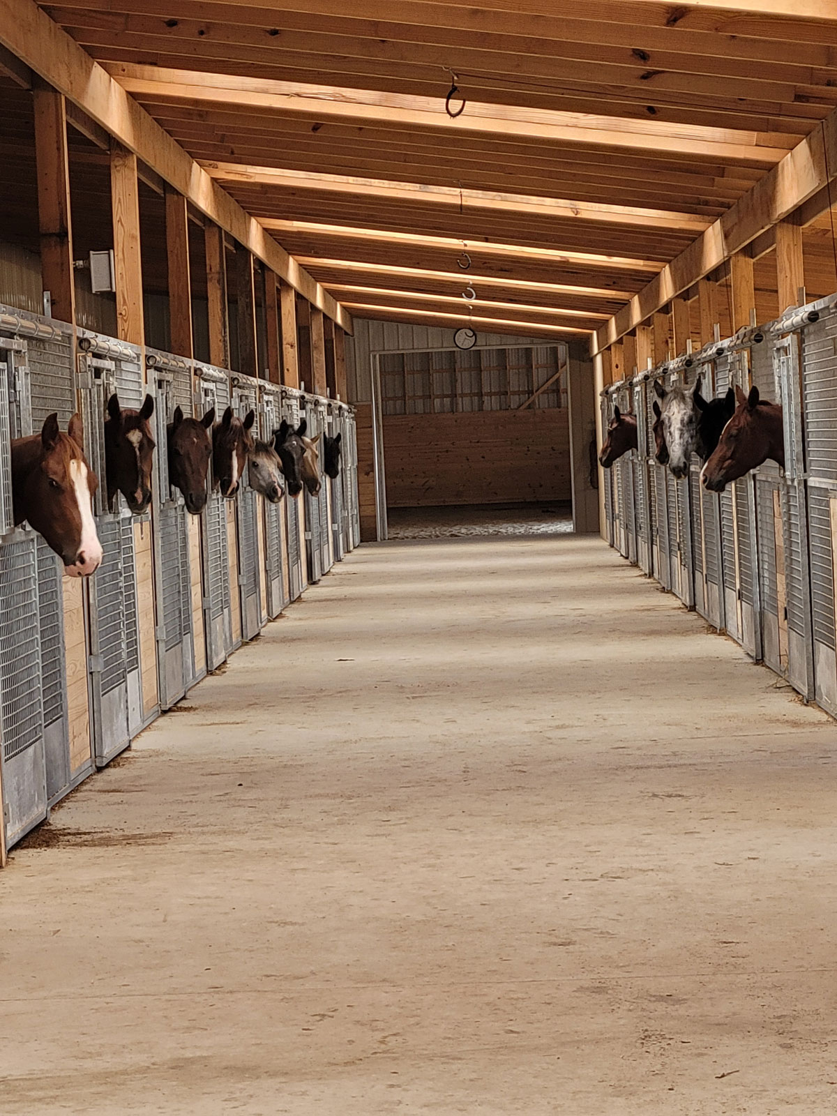 Corridor lined with horses sticking their heads out of custom made mesh stalls