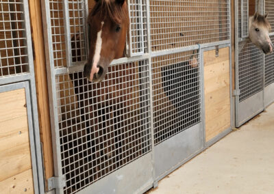 Custom made mesh front horse stall with a horse sticking his head out of the window