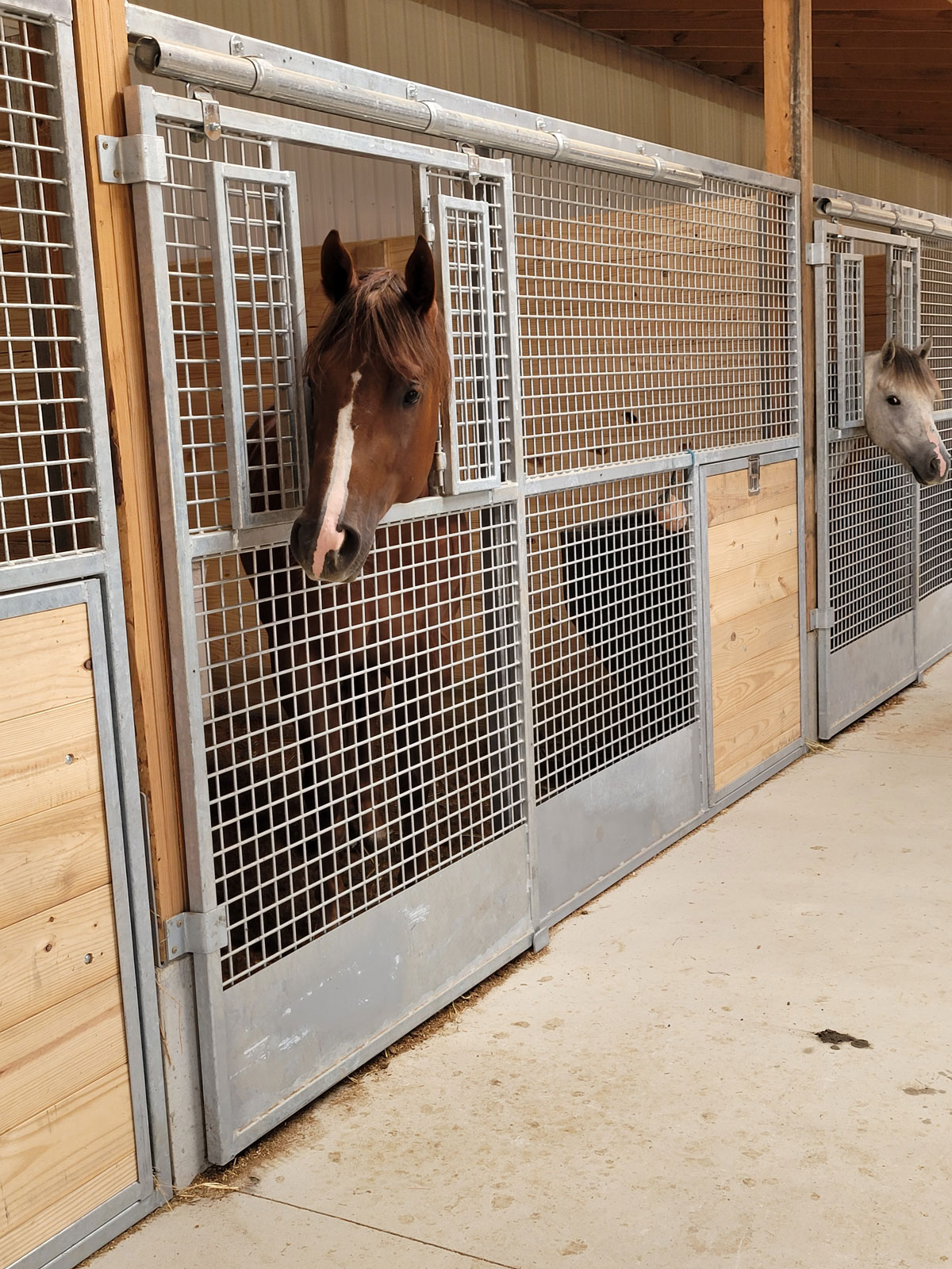 Custom made mesh front horse stall with a horse sticking his head out of the window