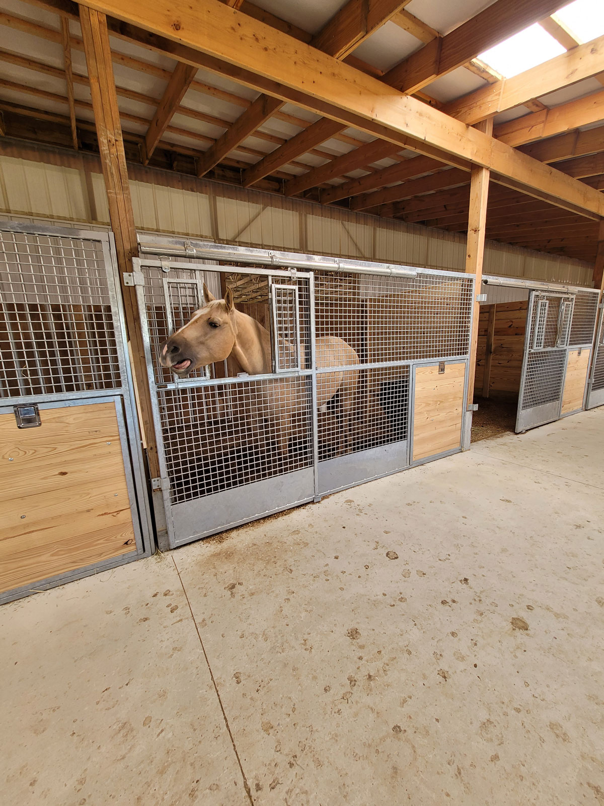 Horse stall with a mesh front, with a horse inside sticking his head out