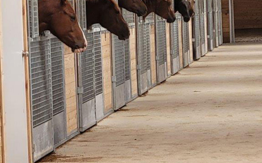 Which Stall is the Best for Your Horse? | CRA Welding