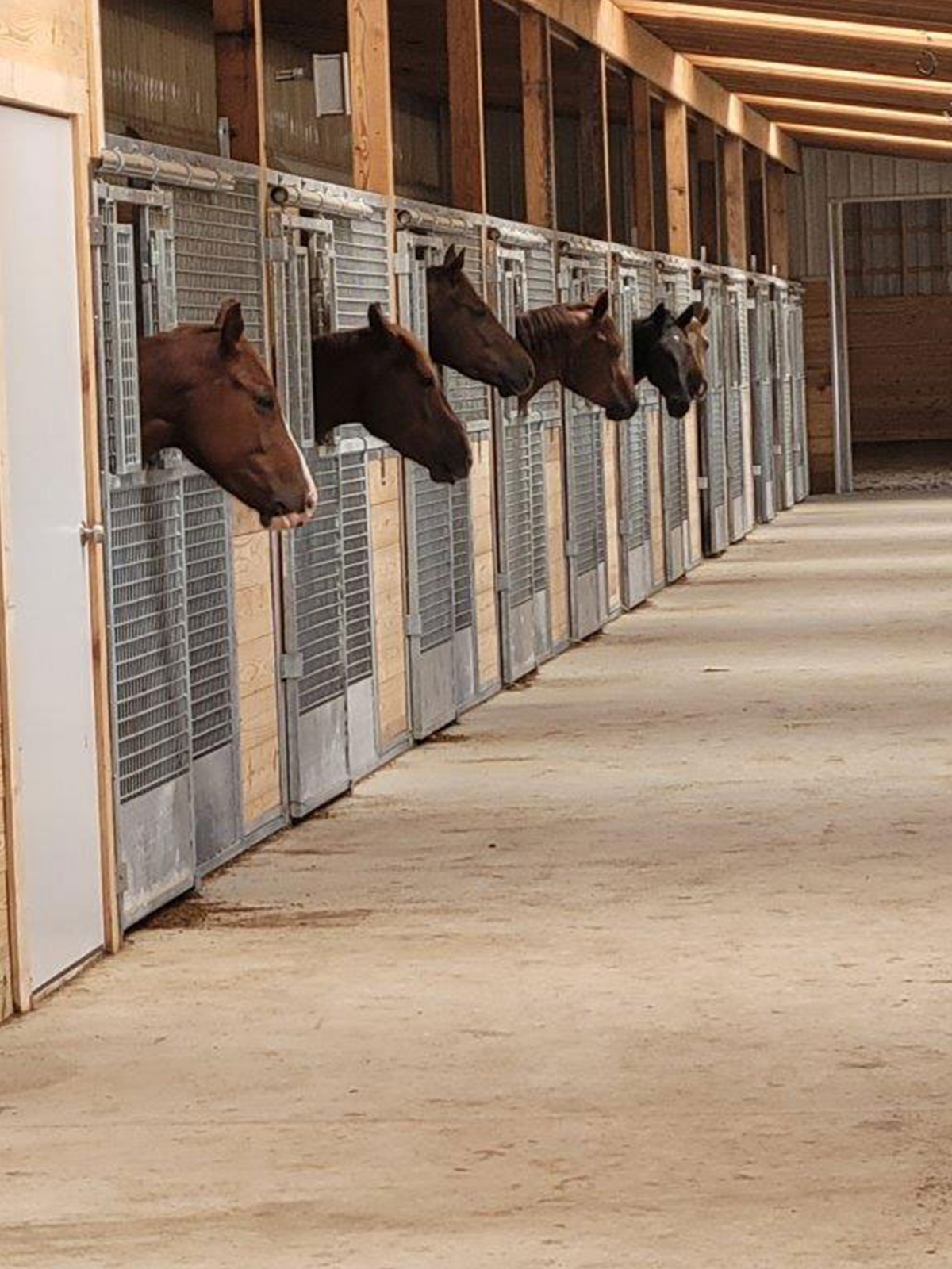 Multiple mesh stalls in a row with horses sticking their heads out