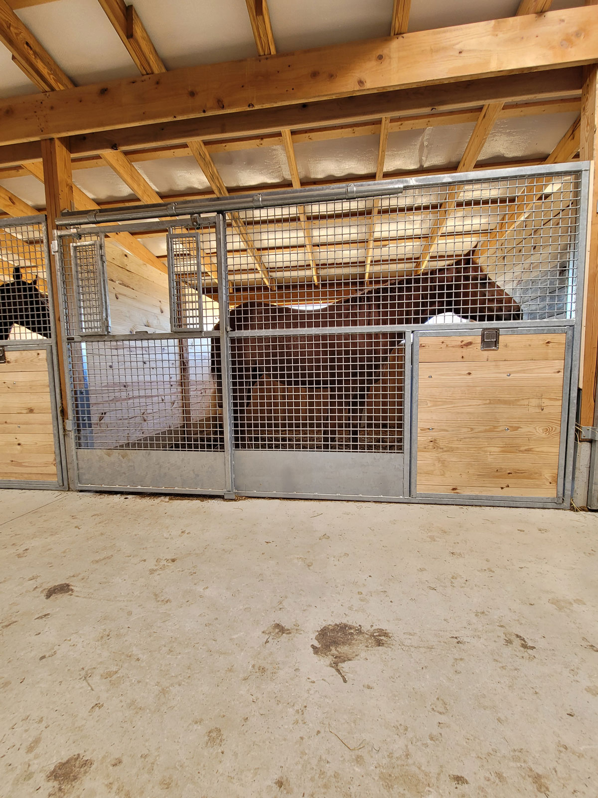 Horse inside of a mesh front horse stall