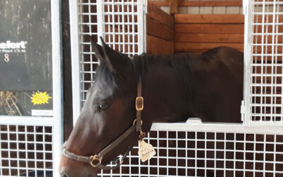 Renting or Buying Horse Stalls – Cost and Convenience Compared