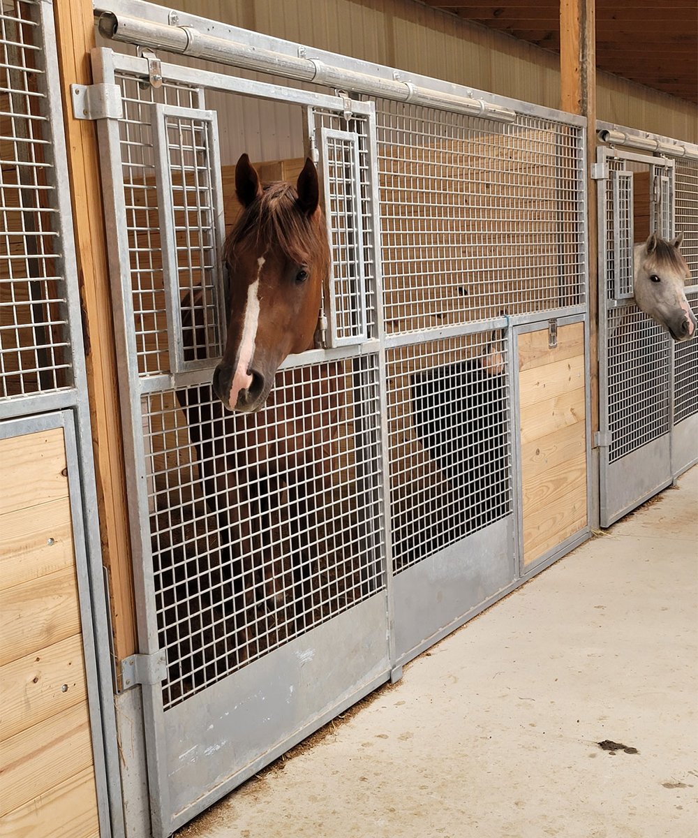 A row of indoor dog kennels featuring custom metal work